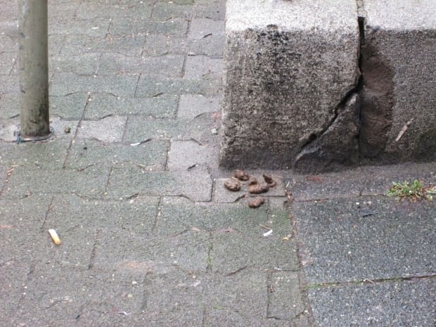 IMG 1716  620x465 - "Hundehaufen buuuh, nicht an meinem Schuh"