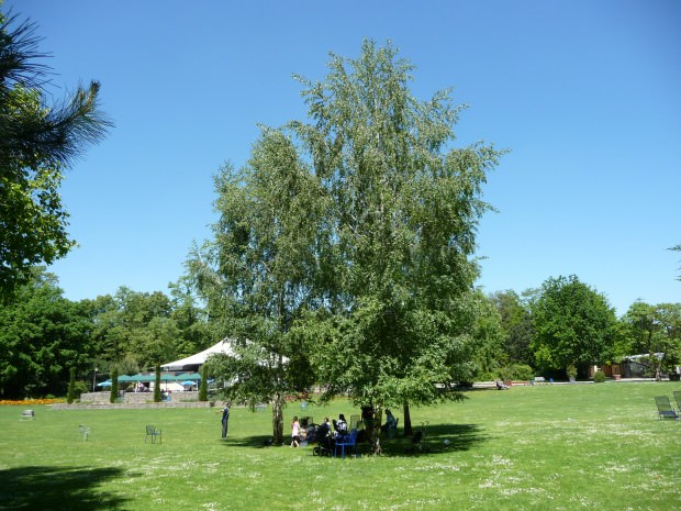 Herzogenriedpark Mannheim Juni 2010 1 Immanuel Giel 620x465 - Das Herzogenried feiert Vierzigsten im Park