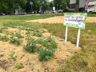 Urban Gardening in Neckarstadt-Ost – hier in der Max-Joseph-Straße | Foto: Neckarstadtblog