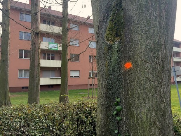 Rot oder Orange – Reparieren oder Fällen. Dieser Baum in der Carl-Benz-Straße hat mittelfristig eine ungewisse Zukunft | Foto: Neckarstadtblog