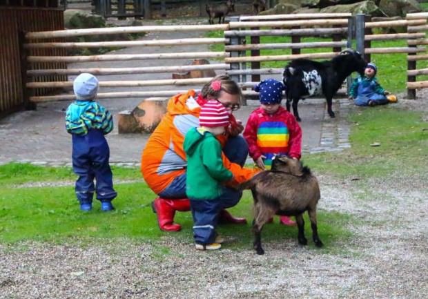 streichelgehege 620x433 - Tierspaziergänge – mit Esel und Pony über die Wiese