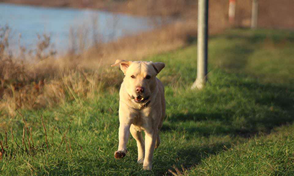 Ohne Leine auf der Neckarwiese? Kein Problem! | Foto: Martina Stöbe