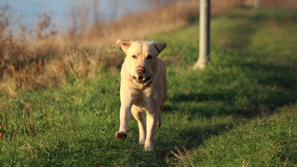 Ohne Leine auf der Neckarwiese? Kein Problem! | Foto: Martina Stöbe
