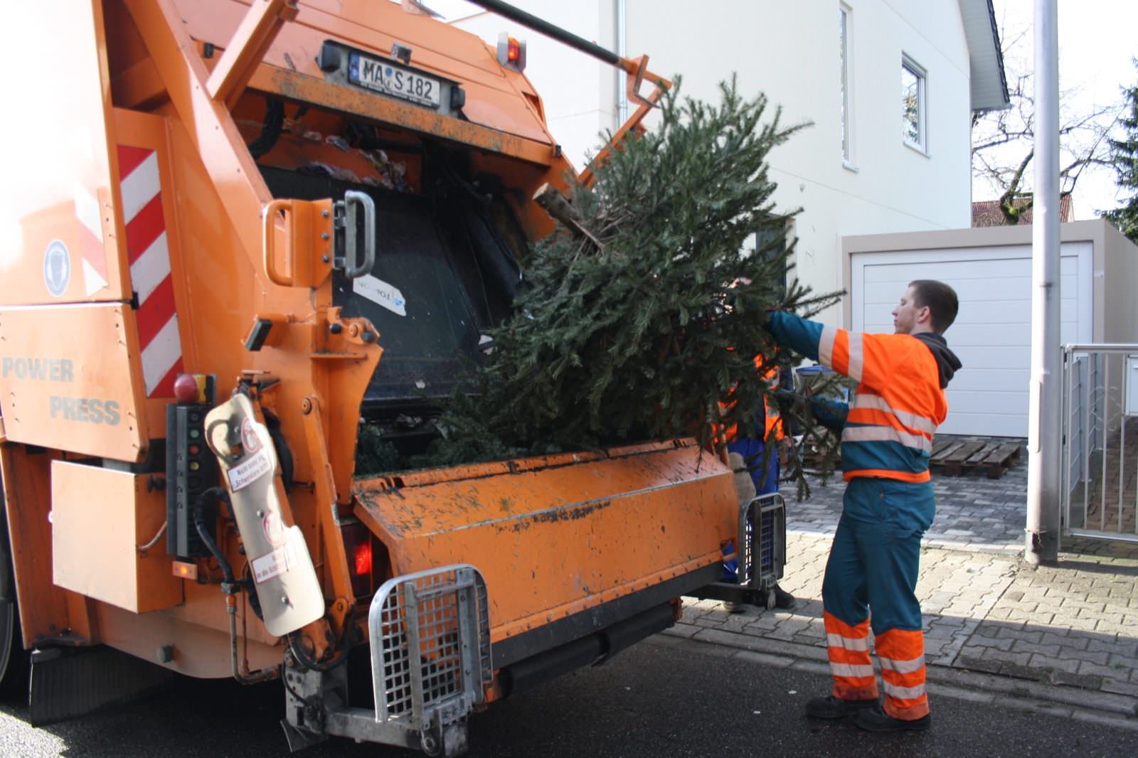 Wann der Weihnachtsbaum genau abgeholt wird, verrät der Abfallkalender | Foto: Stadt Mannheim