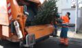 Wann der Weihnachtsbaum genau abgeholt wird, verrät der Abfallkalender | Foto: Stadt Mannheim