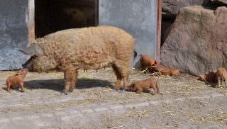 Küsschen für Mama Wollschwein | Foto: Stadtpark Mannheim gGmbH