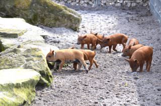 Schweineausflug | Foto: Stadtpark Mannheim gGmbH