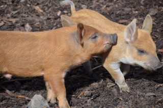 Gegenseitiges Beschnuppern | Foto: Stadtpark Mannheim gGmbH