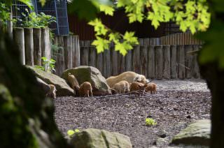 Ständig unterwegs, aber immer in der Nähe der Mama | Foto: Stadtpark Mannheim gGmbH