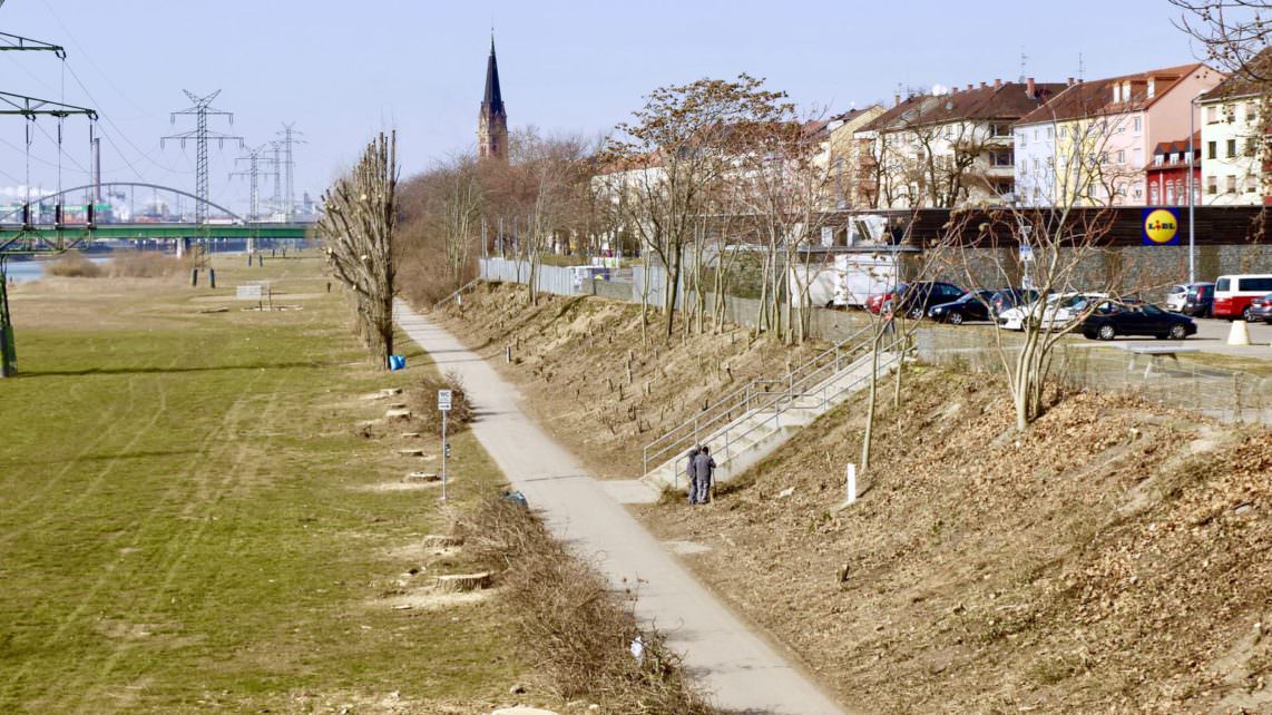 Im Februar 2018 wurden zunächst 24 von 63 Bäumen gefällt, nun folgen weitere 25 Pappeln (Archivbild) | Foto: M. Schülke