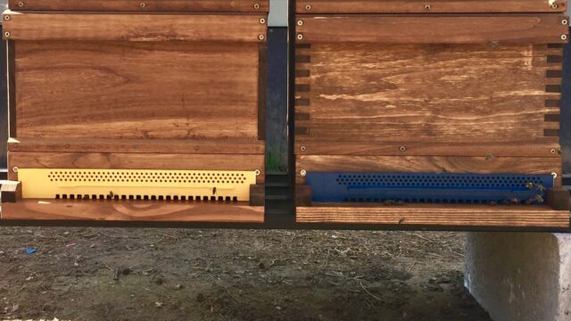 Die Schulkinder werden selbst den Bienenstock inspizieren, Rahmen herausnehmen und die Waben prüfen | Foto: C. Fuchs