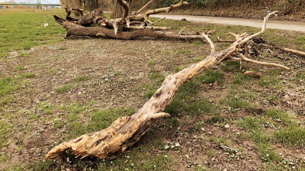 symbolbild-hitze-baeume-img_4874 Symbolbild Hitze & Bäume | Foto: M. Schülke