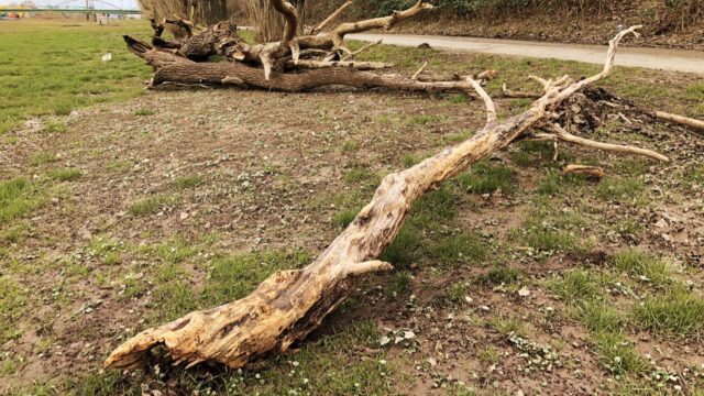 Symbolbild Hitze & Bäume | Foto: M. Schülke