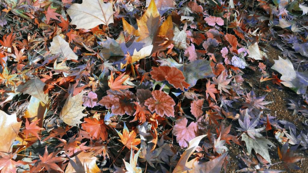 Herbstlaub (Symbolbild) | Foto: M. Schülke