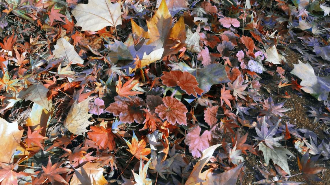 Herbstlaub (Symbolbild) | Foto: M. Schülke