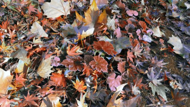 Herbstlaub (Symbolbild) | Foto: M. Schülke