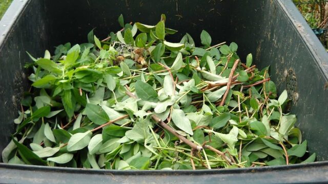 Grünabfall (Symbolbild) | Foto: Denis Moreau (via Pixabay)