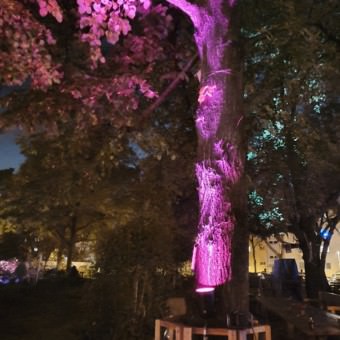 lichtmeile 20191116 193620 340x340 - Impressionen von der Lichtmeile 2019