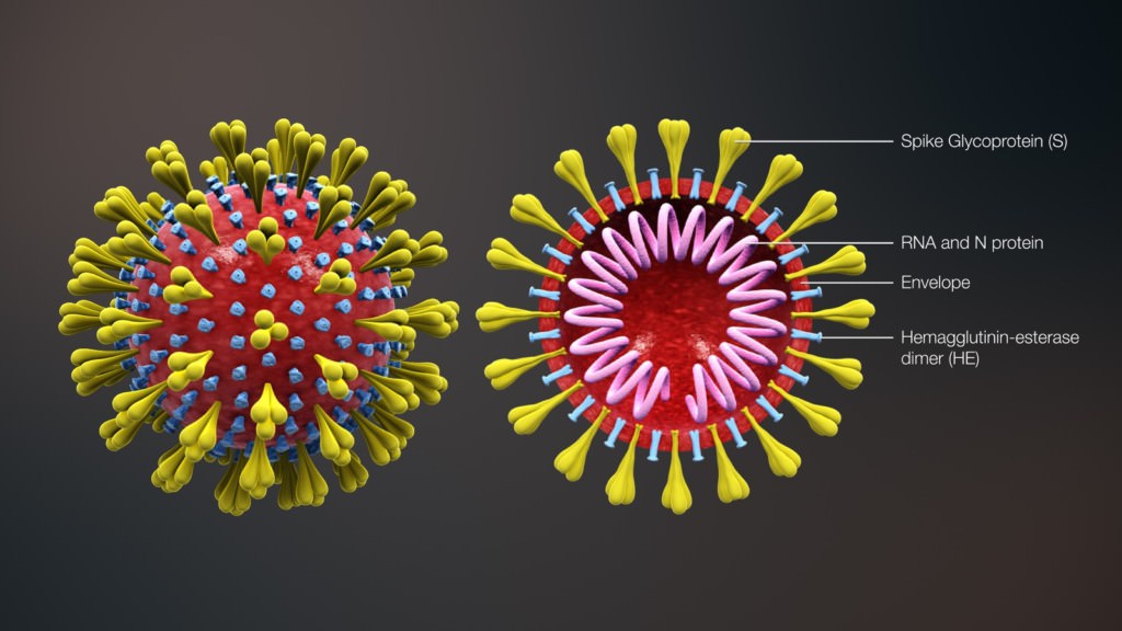 Das SARS-CoV-2 Corona-Virus | Bild: Scientific Animations https://www.scientificanimations.com/wiki-images/ (cc-by-sa 4.0)