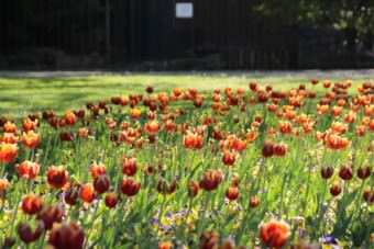 Ungesehen von Gästen blühen dieses Jahr die Tulpenarrangements im Park | Foto: Elmar Herding