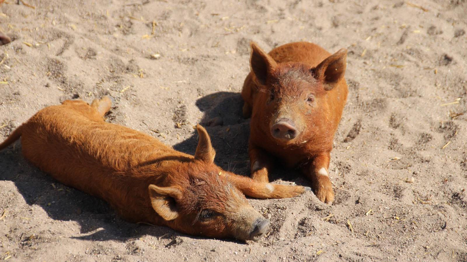 Zehn Wochen alte Wollschweinferkel genießen die Sonne | Foto: Elmar Herding