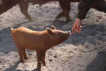 Die Ferkel sind neugierig, auch wenn sie nicht an Besucher*innen gewöhnt und deswegen scheuer sind, als jene früherer Jahrgänge es waren | Foto: Elmar Herding