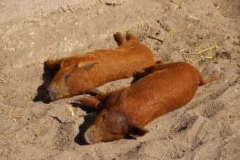 Wollschweine im Herzogenriedpark | Foto: Elmar Herding