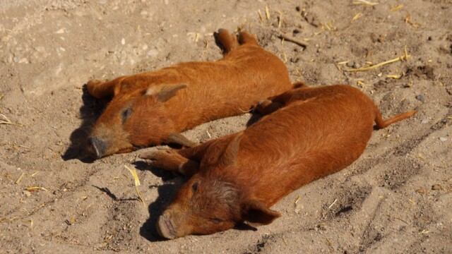 2020-04-22-herzogenriedpark-05 Wollschweine im Herzogenriedpark | Foto: Elmar Herding