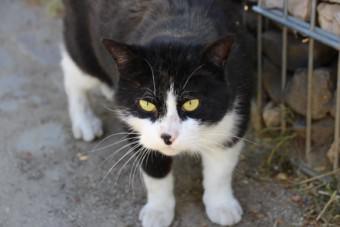 Kater Max | Foto: Elmar Herding