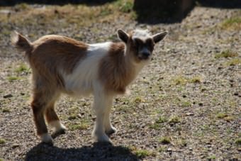 Zwergziege im geschlossenen Herzogenriedpark | Foto: Elmar Herding