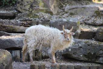 Erwischt: Das Wallachenschaf | Foto: Elmar Herding