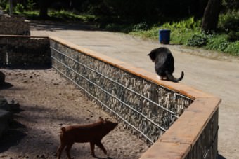 Kater Max ist der einzige Besucher am Wollschweingehege | Foto: Elmar Herding