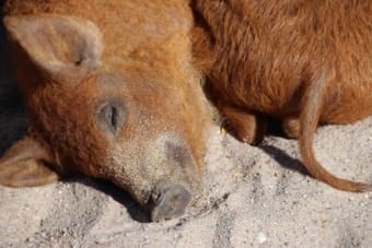 Wollschweine im Herzogenriedpark | Foto: Elmar Herding