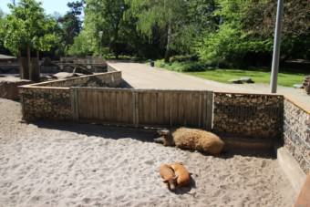 Wollschweine im Herzogenriedpark | Foto: Elmar Herding