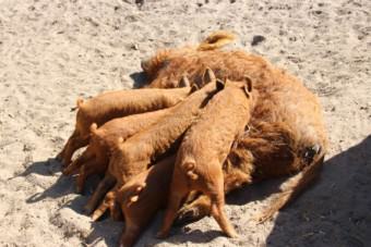 Drama: Die bereits abgestillten Ferkel reagieren mit lautem Protestquieken, als sie sehen wie die zehn Wochen alten Ferkel gesäugt werden | Foto: Elmar Herding