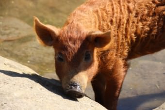 Wollschwein im Herzogenriedpark | Foto: Elmar Herding