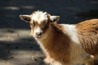 Zwergziege im geschlossenen Herzogenriedpark | Foto: Elmar Herding