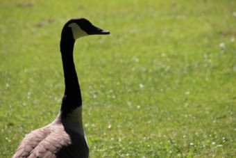 Die Gänse und Störche haben die Wiesen des Parks für sich | Foto: Elmar Herding