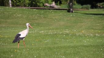 Die Gänse und Störche haben die Wiesen des Parks für sich | Foto: Elmar Herding