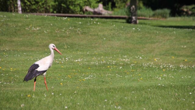 2020-04-22-herzogenriedpark-21 Die Gänse und Störche haben die Wiesen des Parks für sich | Foto: Elmar Herding