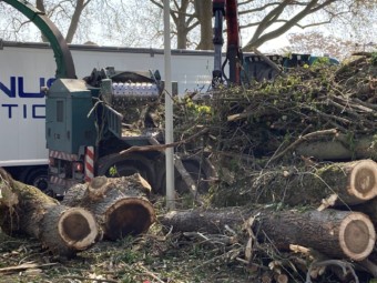 Fast durch den ganzen Herzogenriedpark hörte man die Baumfällarbeiten an der Multihalle | Foto: M. Schülke