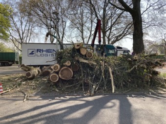Fast durch den ganzen Herzogenriedpark hörte man die Baumfällarbeiten an der Multihalle | Foto: M. Schülke