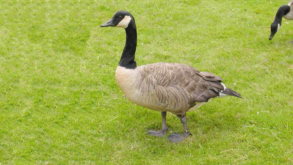 kanadagans symbolbild adrian pingstone - Fall von Vogelgrippe im Stadtgebiet Mannheim bestätigt