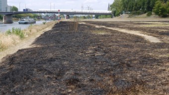 Verbrannte Neckarwiese beim Collinisteg | Foto: M. Schülke