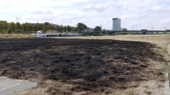 Verbrannte Neckarwiese beim Collinisteg | Foto: M. Schülke