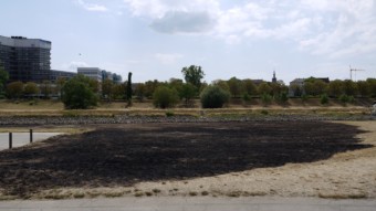 Verbrannte Neckarwiese beim Collinisteg | Foto: M. Schülke