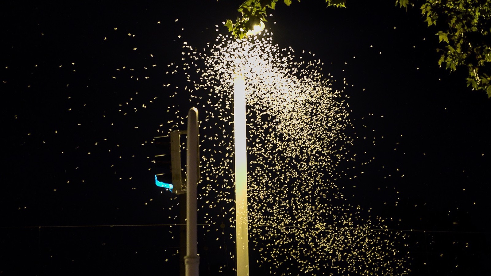 Millionen Eintagsfliegen schwärmten Freitagnacht in den Lichtkegeln der Straßenlaternen unweit des Neckars, so wie hier in der Renzstraße nahe der Friedrich-Ebert-Brücke in Mannheim | Foto: Dieter Leder