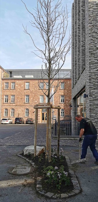 Fertig! Der neue Baum steht und auch die Fläche drum herum wurde gleich noch bepflanzt | Foto: Dieter Leder