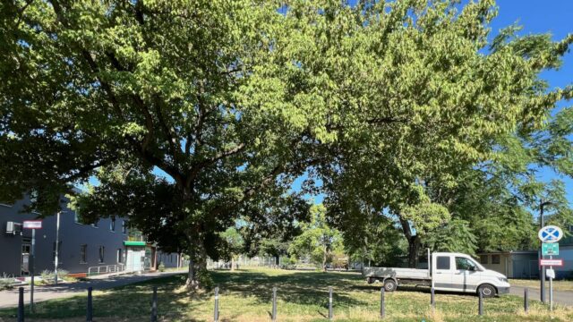 kombibad-gruenstreifen-parkplatz-img_8267 Noch bietet die Grünfläche inmitten der dichten Bebauung der Neckarstadt eine natürliche Aufenthaltsfläche | Foto: M. Schülke