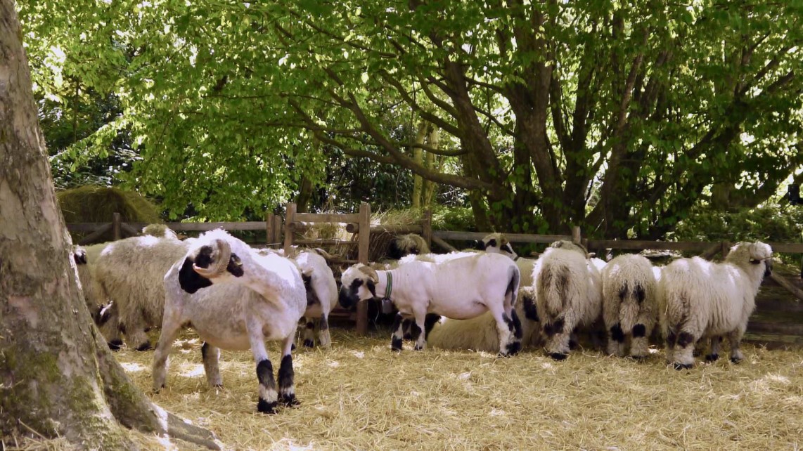 Der beliebte Handwerker- und Bauernmarkt im Herzogenriedpark (Archivbild 2018) | Foto: M. Schülke